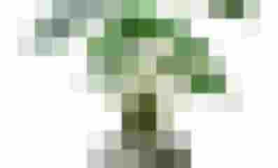 Alocasia Erde selber mischen: Tipps & Tricks