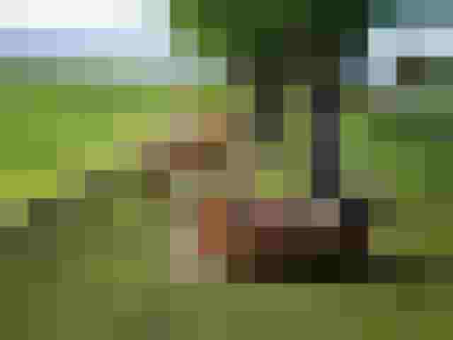 Auf einer Weide wälzt sich ein Pferd im Gras