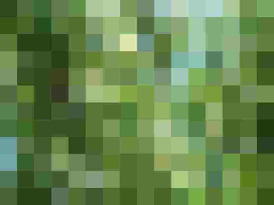 Blick auf eine blühende Lonicera caerulea