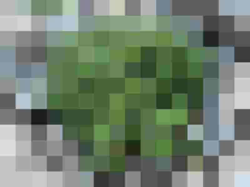 Ein Horst mit immergrünen Blattrosetten von Draba aizoides