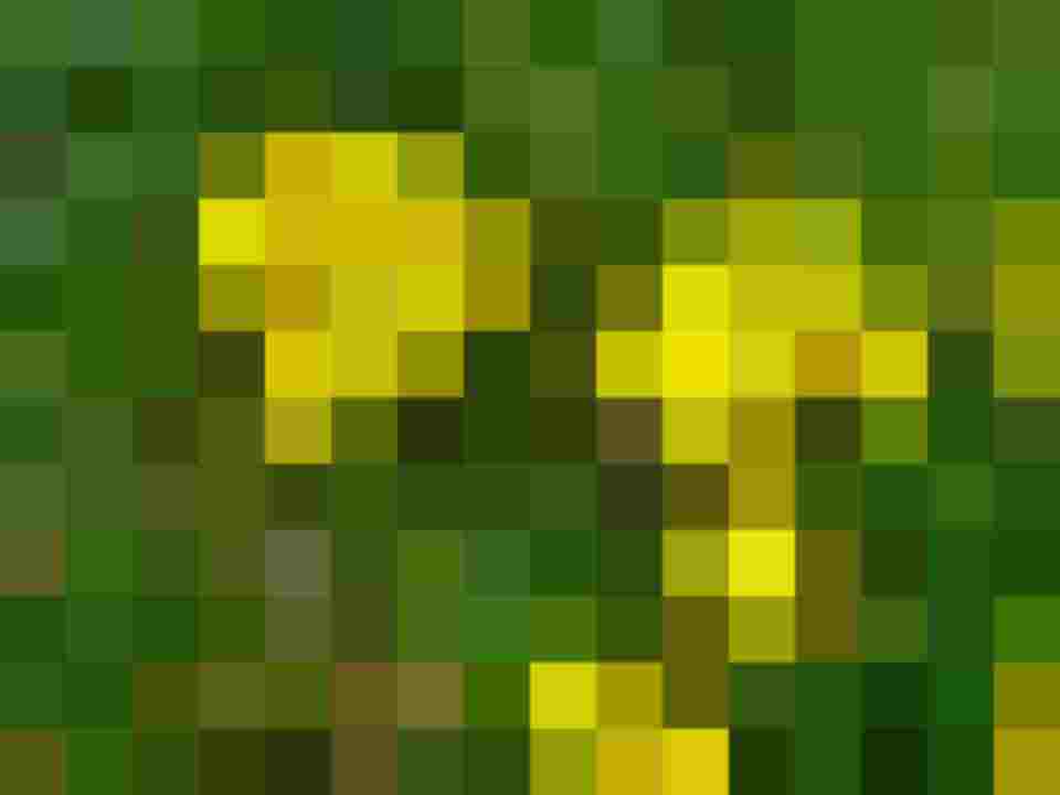 gelbe Goldlackblüten mit grünen Blättern