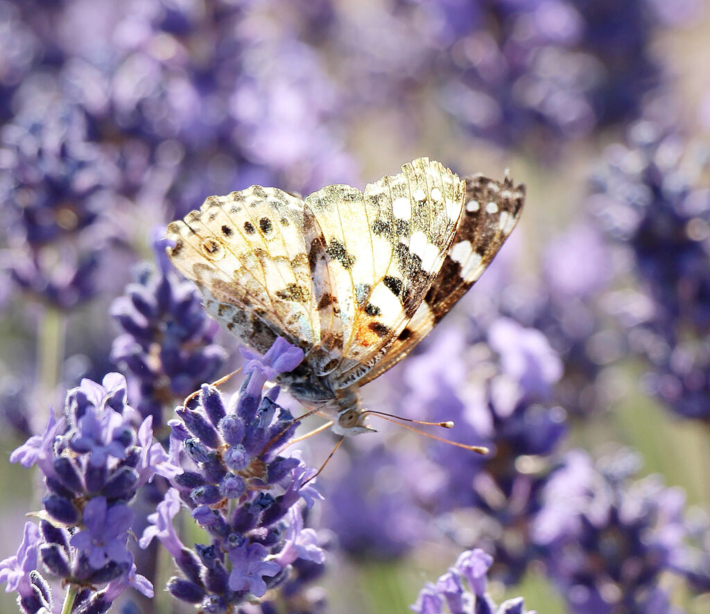 Ein Schmetterling labt sich am Nektar von Lavendelblüten.