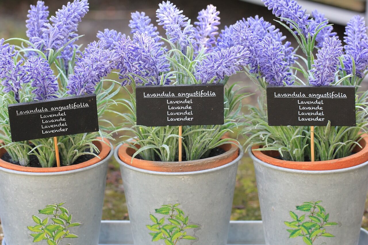 Lavendel pflanzen und pflegen Grüner Daumen