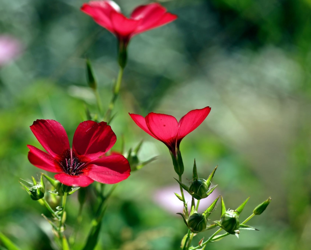Linum perenne mit roten Blüten