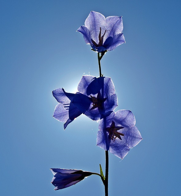 Ein Blütenstängel mit himmelblauen Glockenblumen vor dem wolkenlosen Himmel.