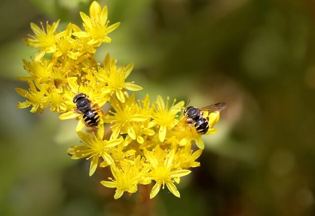 Zwei Bienen sitzen auf den gelben Blüten einer Fetthenne.