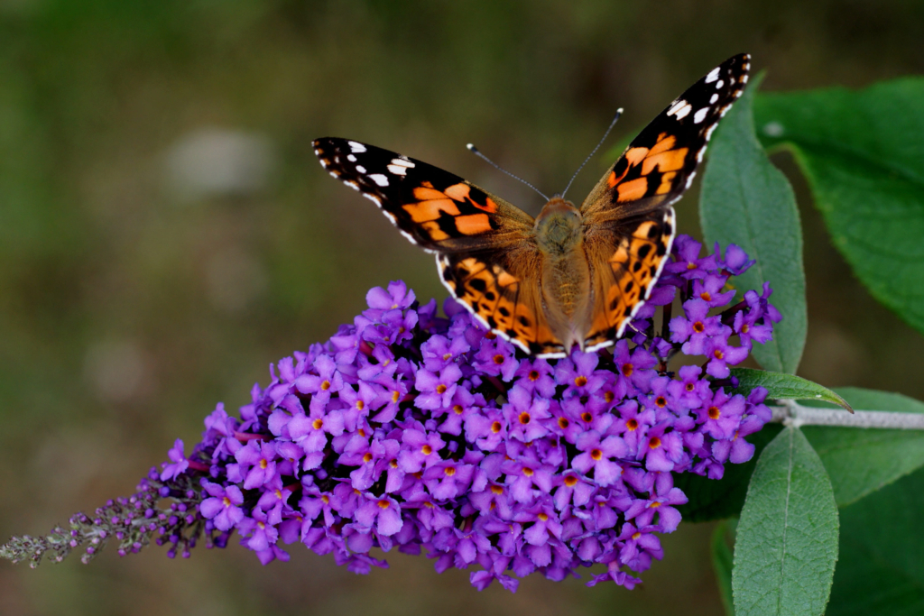 Ein schöner Schmetterling sitzt auf der Blütenrispe eines Buddleja davidii