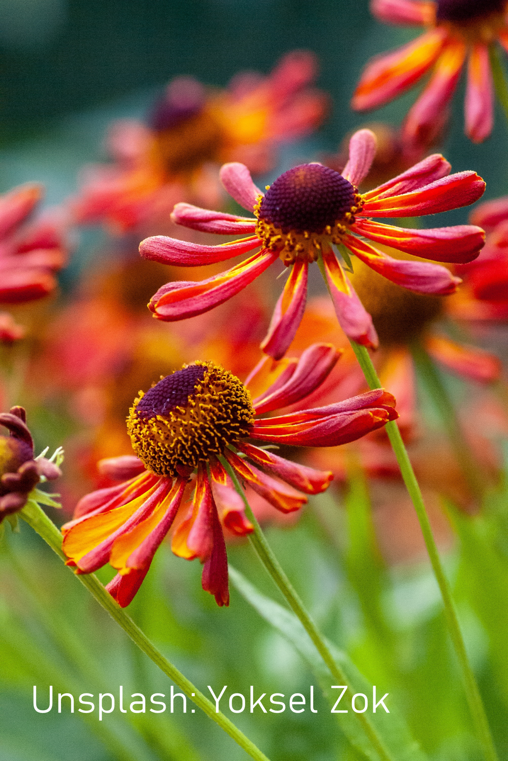 Rotgelbe Sonnenbraut-Blüten mit großen Blütenköpfchen.