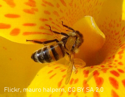 Eine Biene steht außen auf einer gelben Canna-Blüte mit roten Punkten.