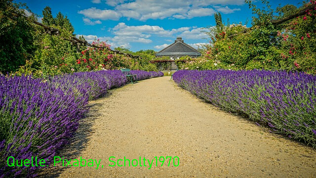 Ein breiter Gartenweg führt durch den Rosengarten auf einen Pavillon zu. Gesäumt ist der Weg auf beiden Seiten mit einer Lavendelhecke.