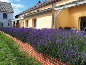 Eine blühende Hecke aus Lavendel vor einem Haus.