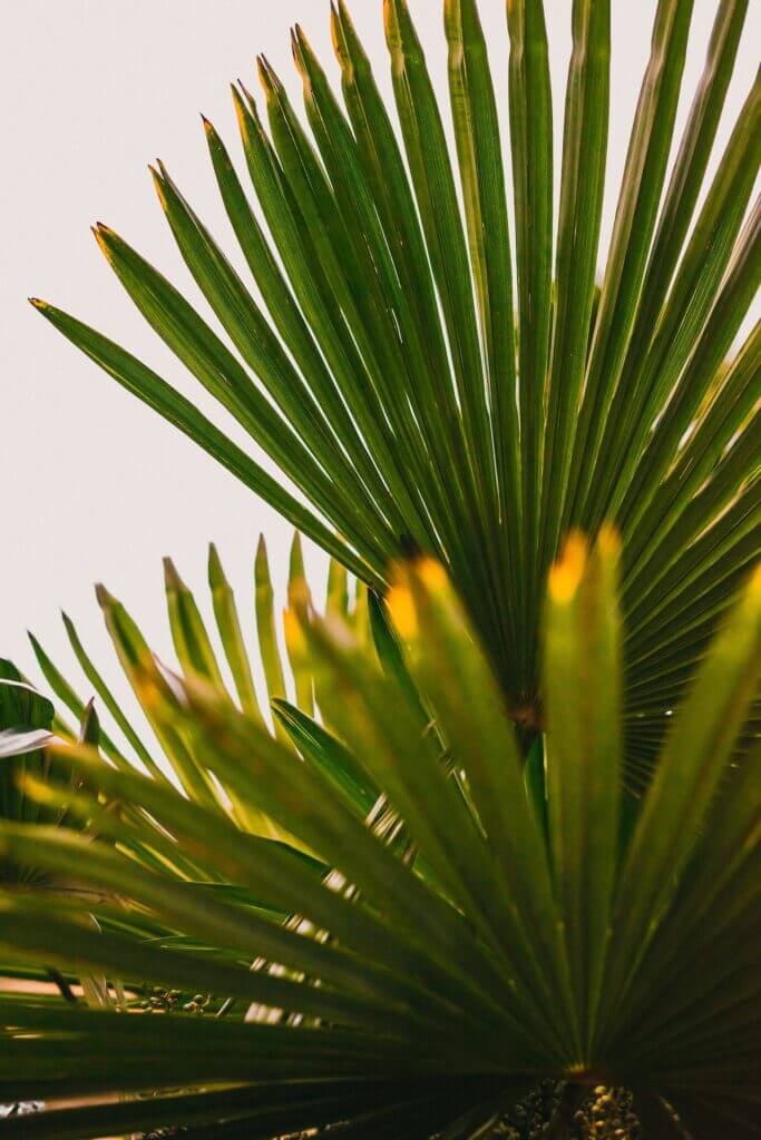 Palmblätter einer Dattelpalme mit braunen Spitzen.
