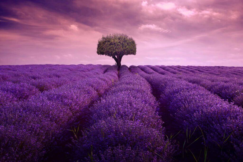 Lavendelfelder bis zum Horizont mit einem einzigen Baum in der Mitte.