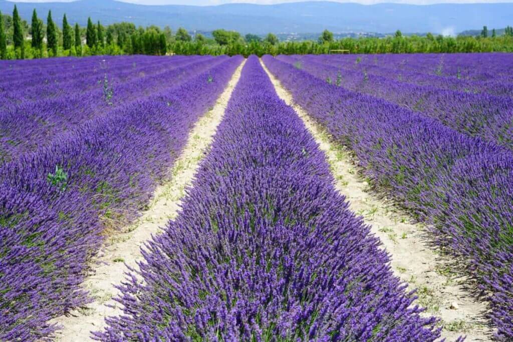 Lavendelfelder erstrecken sich in der Toscana bis zum Horizont.