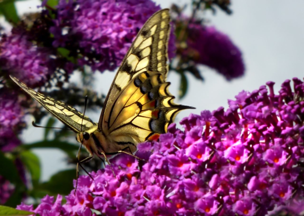 Ein wunderschöner Schmetterling labt sich am Nektar einer Schmetterlingsflieder-Rispe.