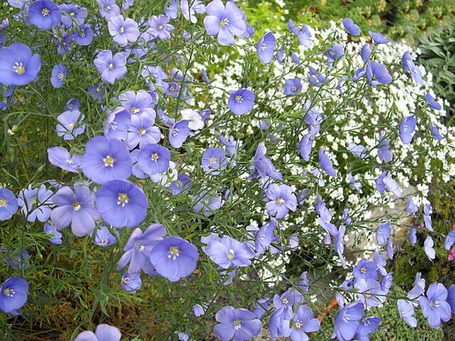 Stauden-Lein mit hellblauen Blüten im Bee.
