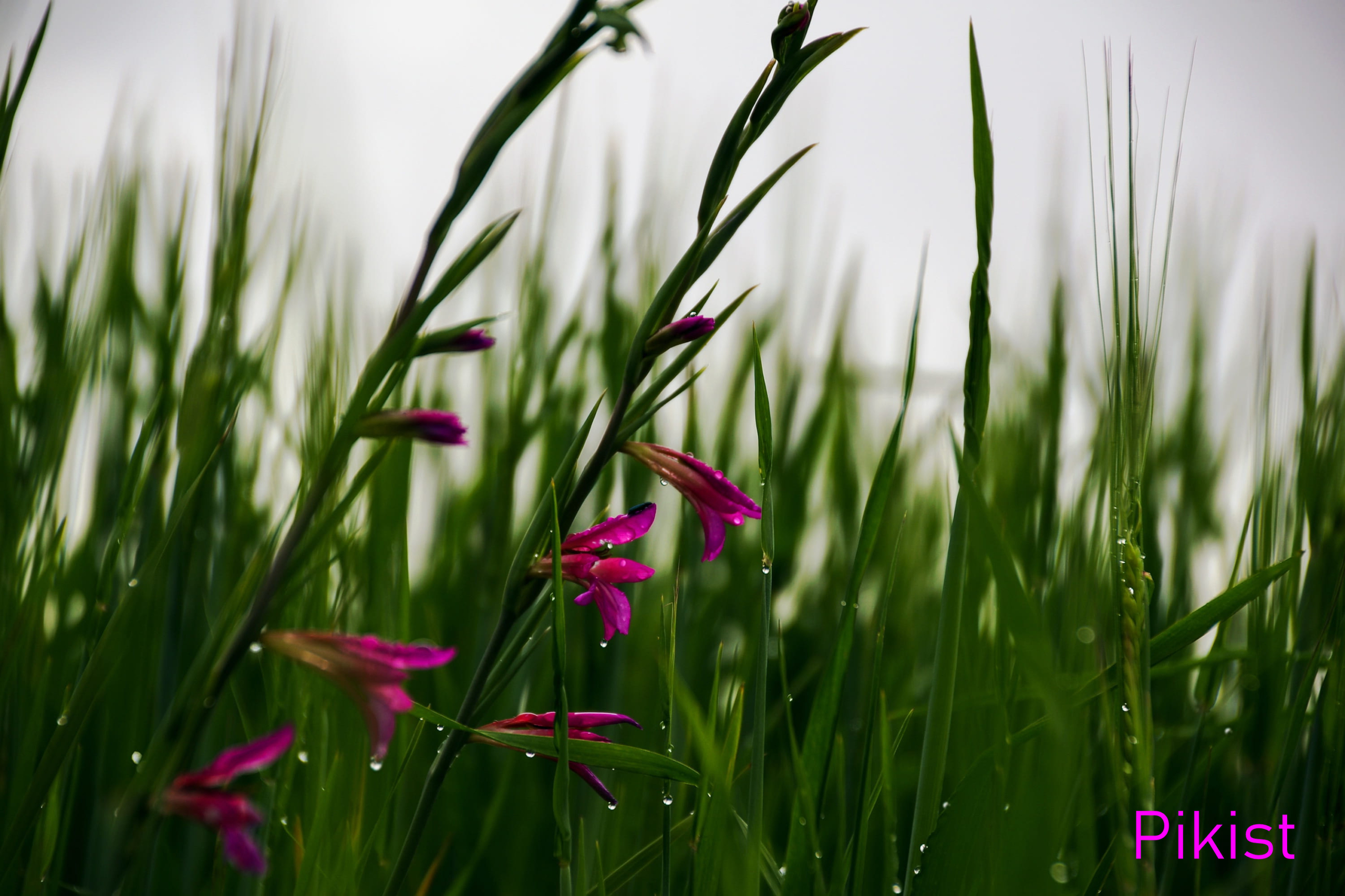 Blütenstängel von Siegwurz-Pflanzen mit lila Blüten vor einem Hintergrund aus grünen Gräsern.