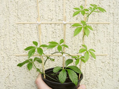 Eine junge Jiaogulan-Pflanze im Topf mit Rankhilfe wird von einer Hand vor die Hauswand gehalten.