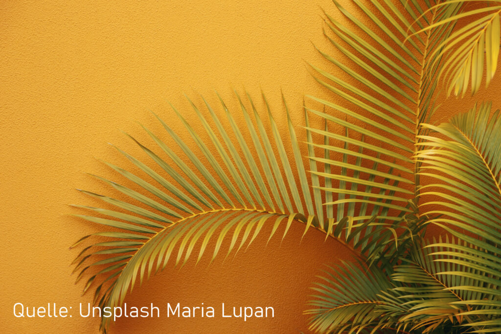 Große, vergilbte Palmwedel vor einer gelben Zimmerwand.