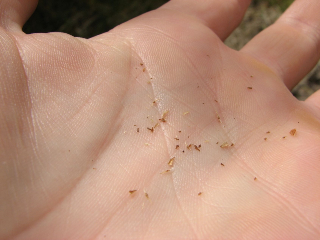 Samen von Schmetterlingsflieder in einer Hand.