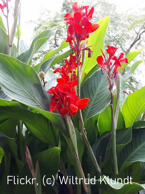 Blühende Cannas mit roten Blüten und großen Blättern.