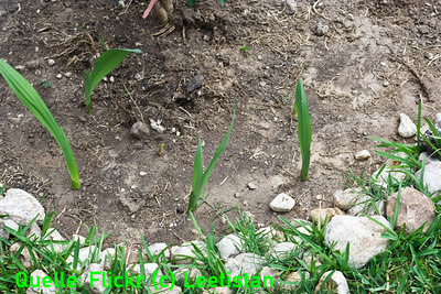 Austreibende Gladiolen im Garten.