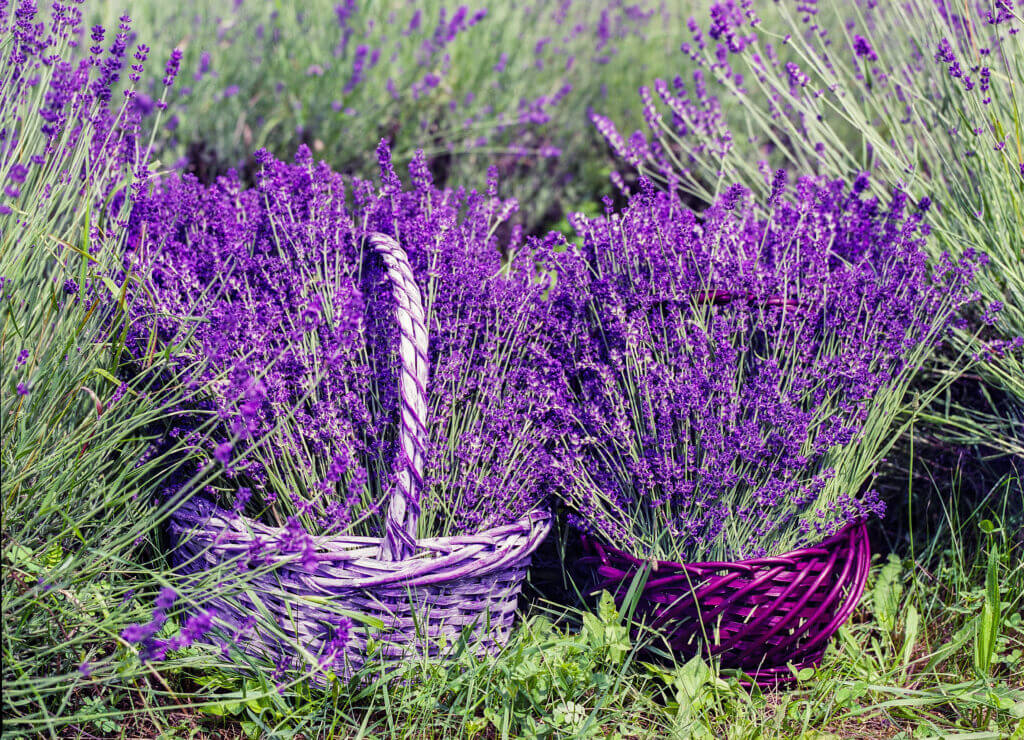 Frisch geernteter Lavendel in zwei violetten Körben.
