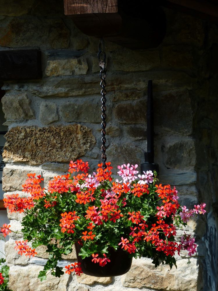 Eine hängende Blumenampel mit Duftgeranien und Hängegeranien ziert den sonnigen Eingangsbereich am Haus.