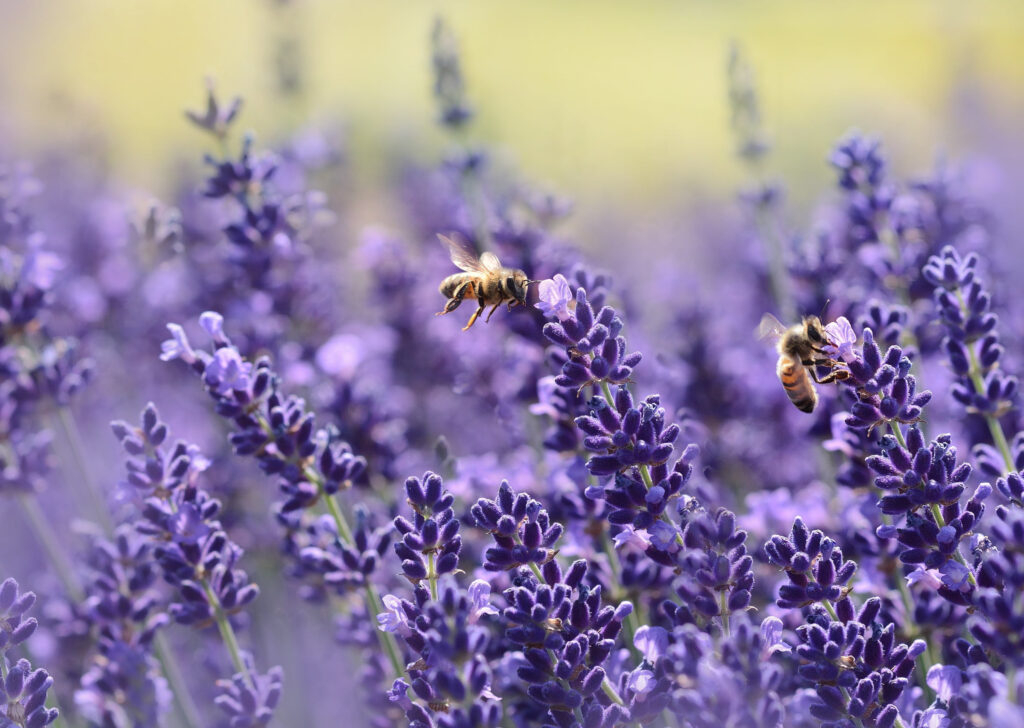 Bienen sitzen auf Lavendelblüten oder kommen gerade angeflogen.