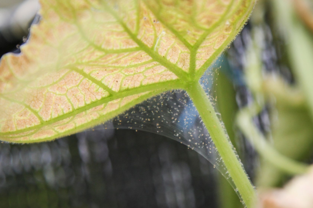 Ein hauchzartes Spinnmilben-Gespinst hängt unter einem Pflanzenblatt.