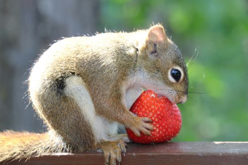 Ein Eichhörnchen hält eine große Erdbeere und versucht hinein zu beißen.