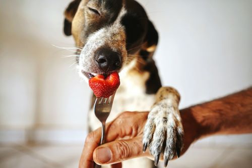 Eine Männerhand hält eine Gabel mit aufgespießter Erdbeere, an der ein Hund mit geschlossenen Augen frisst.