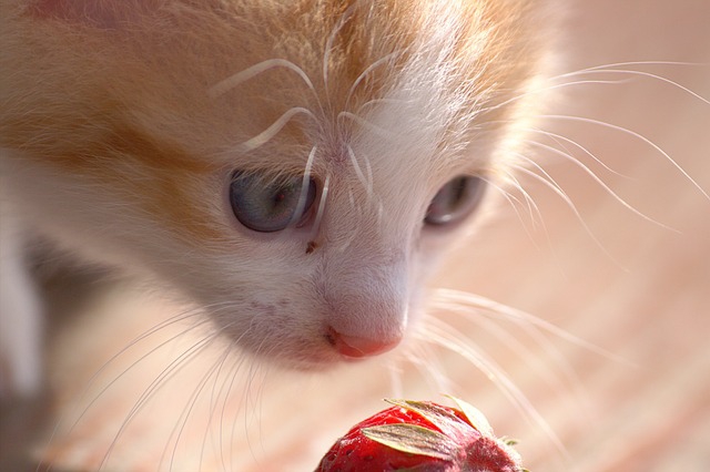 Ein Kätzchen schnuppert an einer Erdbeere