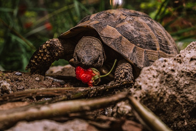 Eine braune Schildkröte frisst eine Erdbeere