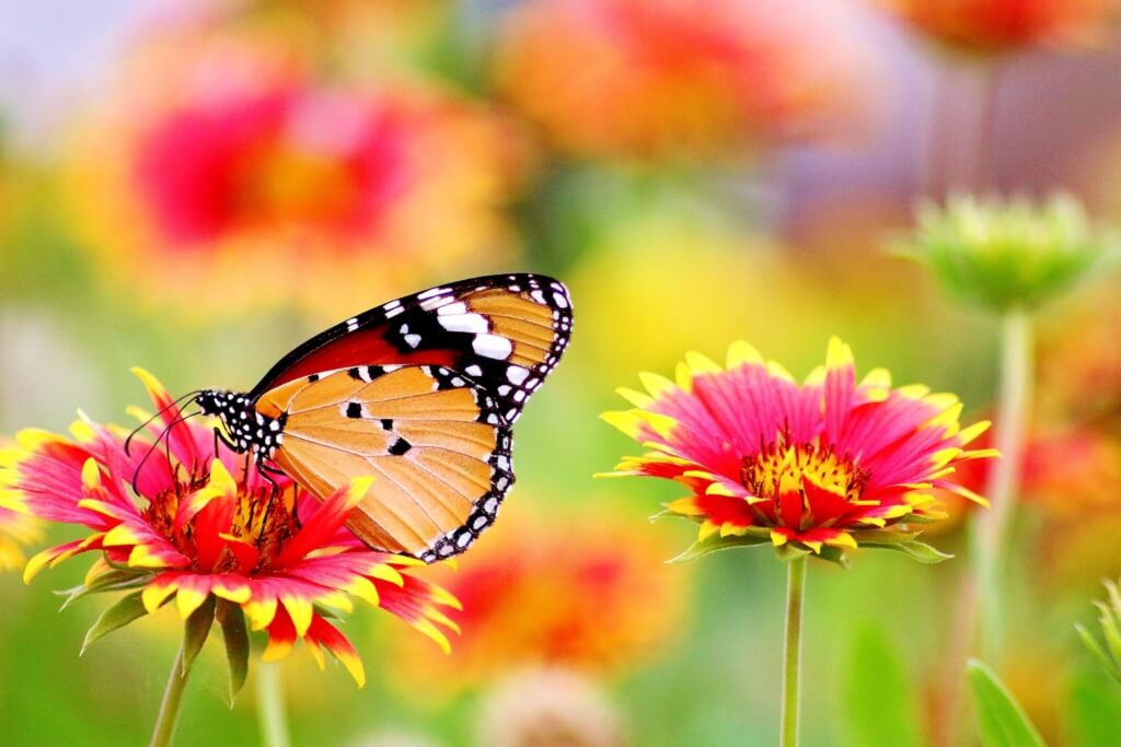 Ein farbenprächtiger Schmetterling sitzt auf einer Kokardenblume.