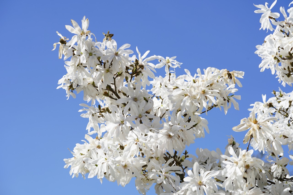 Weiße Blüten einer Stern Magnolie vor blauem Himmel