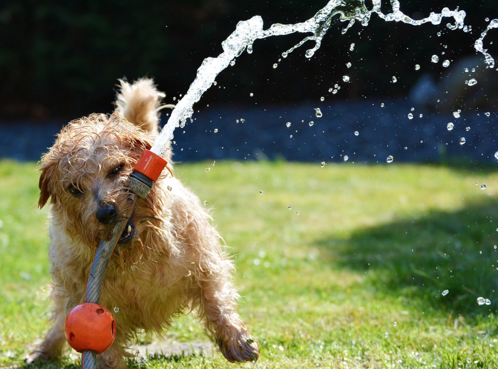 Ein nasser Hund hält einen Gartenschlauch im Maul, aus dem Wasser sprudelt.