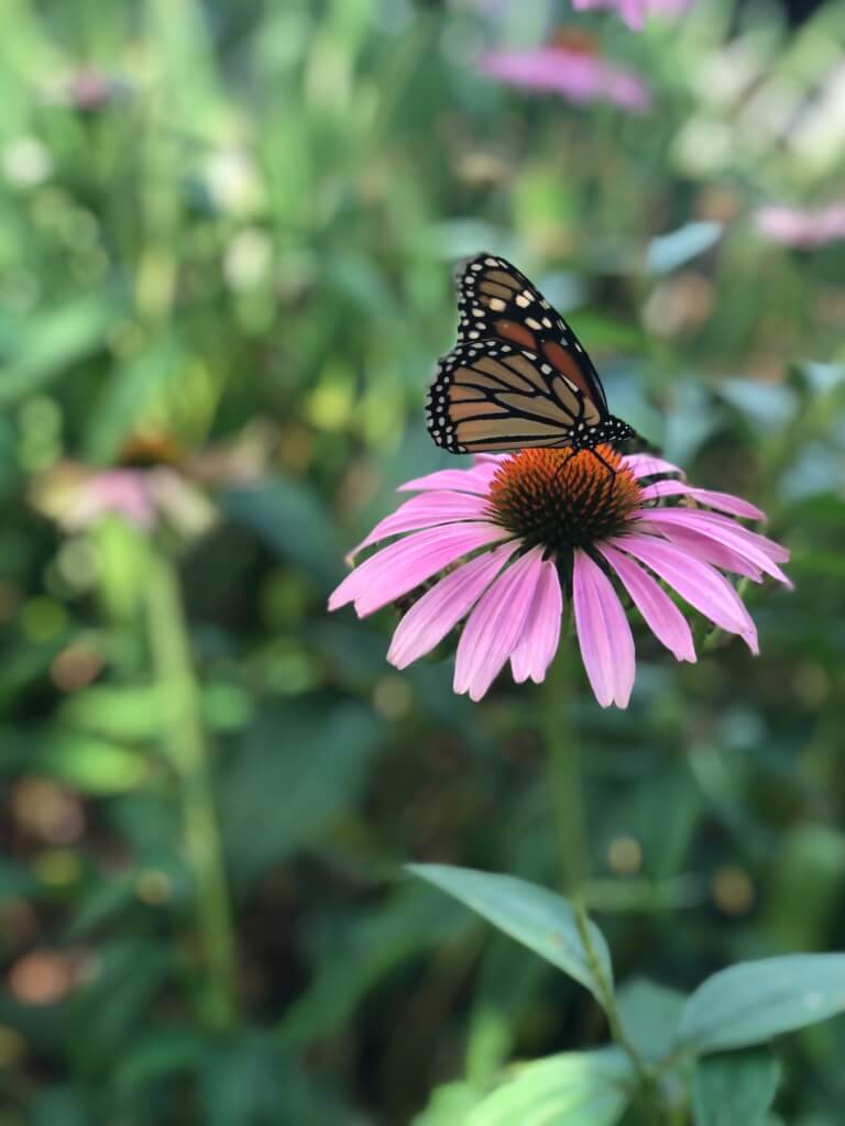Ein wunderschöner Schmetterling sitzt auf einer violetten Sonnenhut-Blüte.