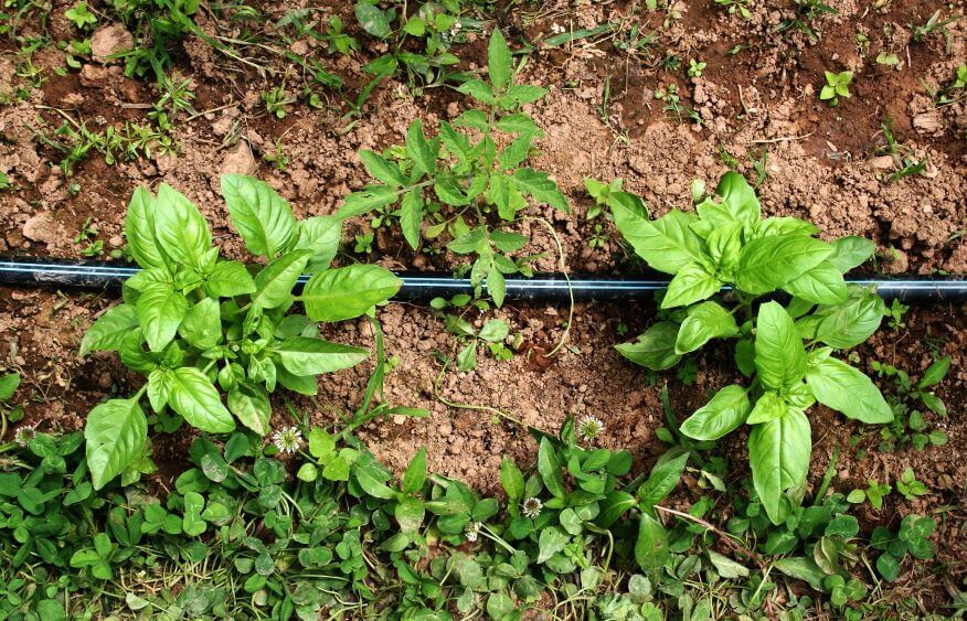Mit einem perforierten Gartenschlauch können Hobbygärtner eine Tropfbewässerung selber machen.