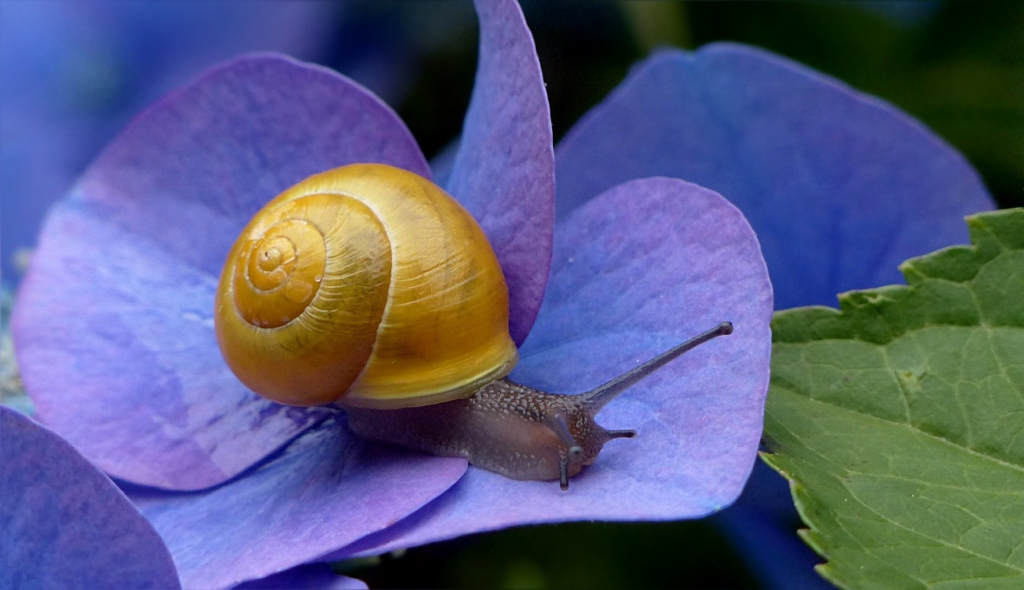Eine Gehäuseschnecke sitzt auf einer Duftveilchen-Blüte.
