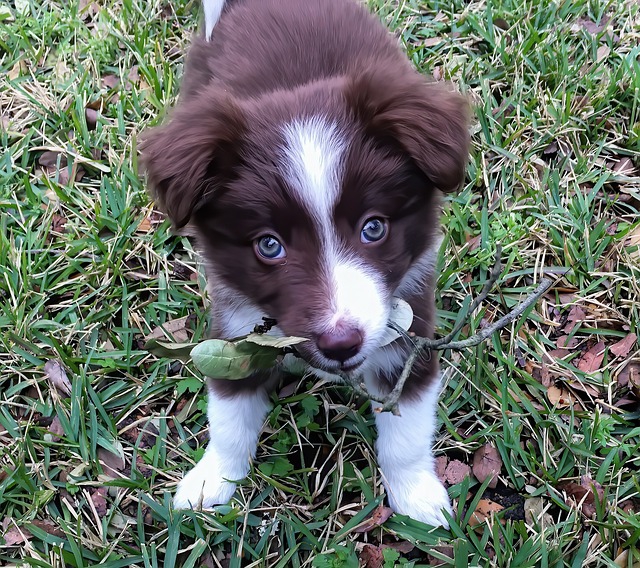 Ein süßer Hundewelpe steht auf dem Rasen und hält stolz einen Zweig im Maul.