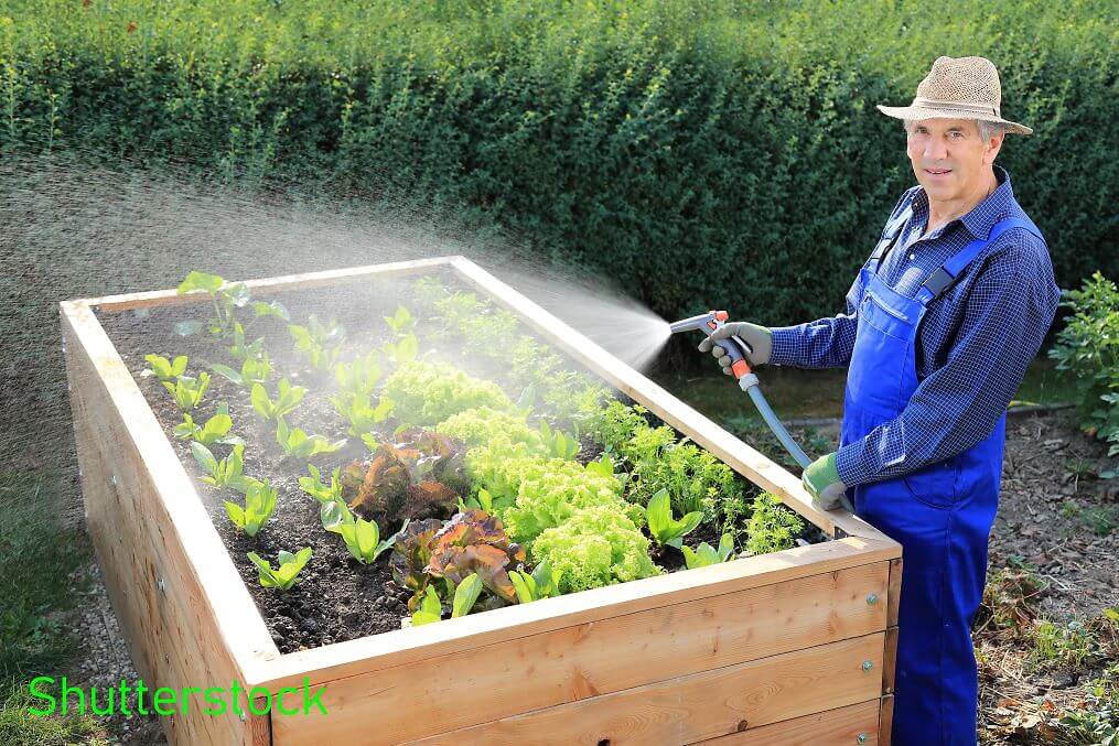 Ein Hobbygärtner50+ wässert mit dem Gartenschlauch seine Gemüsepflanzen im Hochbeet.