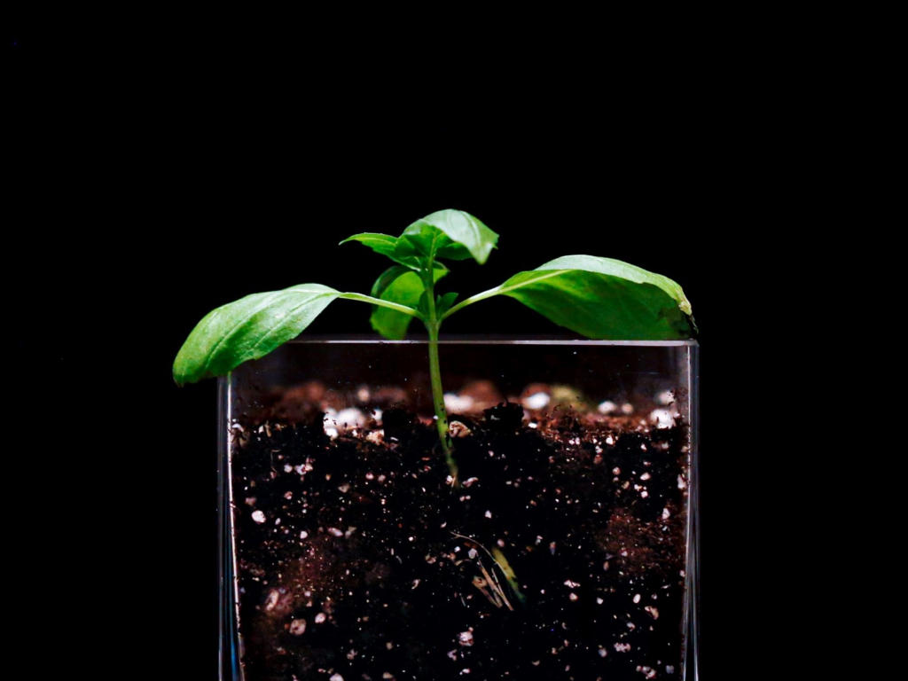 Ein Basilikum-Steckling ist in einen durchsichtigen Topf gepflanzt.