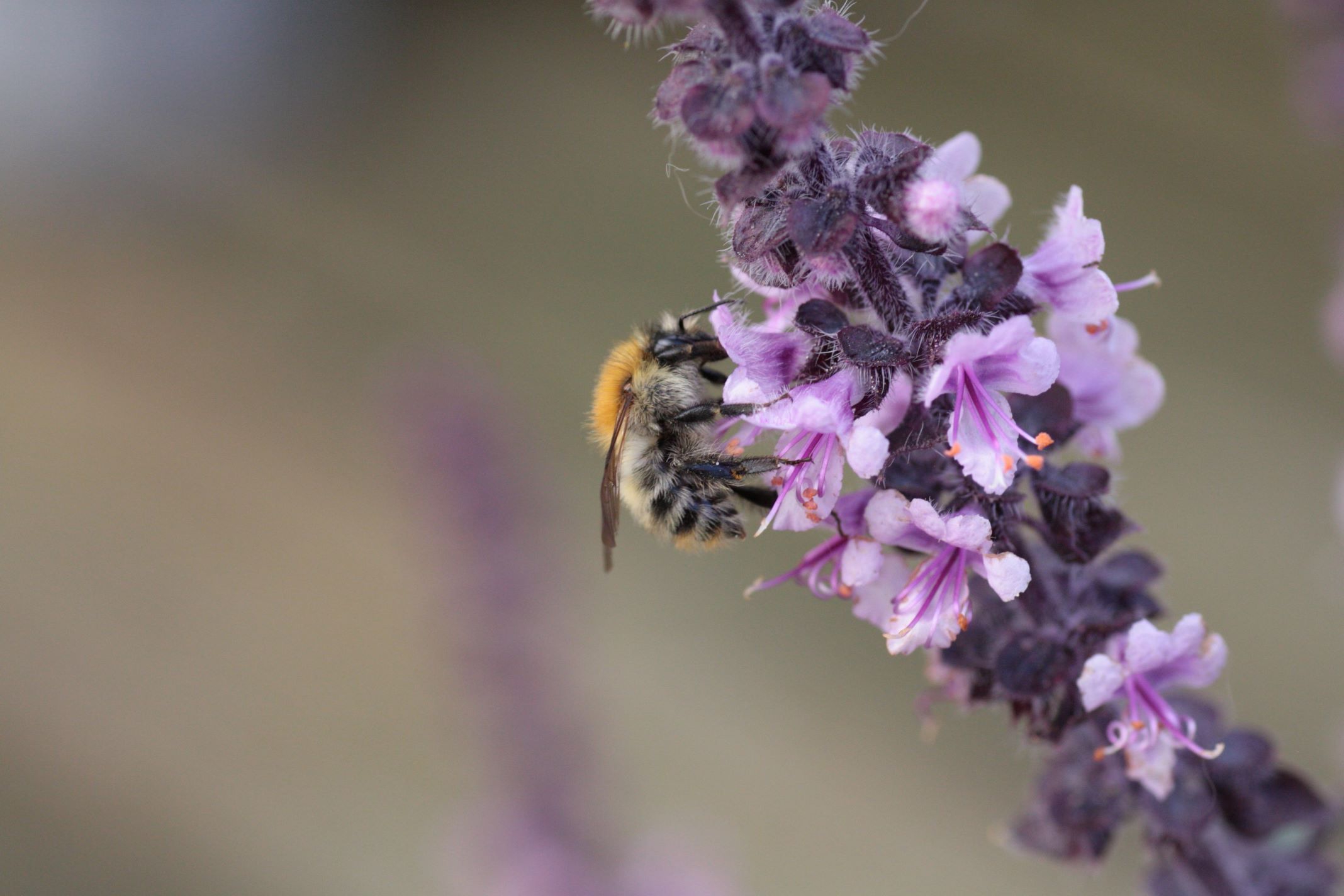 Auf einem Basilikum-Blütenstand sitzt eine Wildbiene.