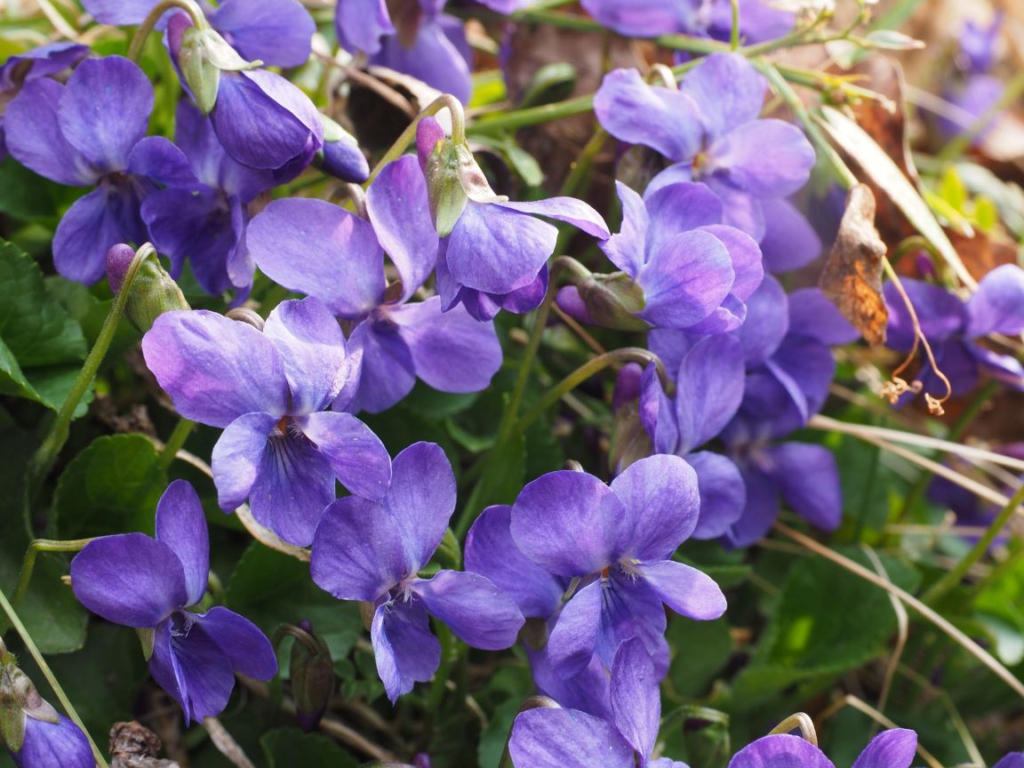 Duftveilchen mit blauen Blüten.