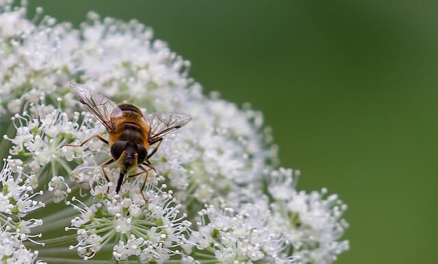 Eine Biene sitzt auf einer Engelwurz-Blüte und labt sich am Nektar.