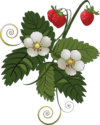 Erdbeerpflanze mit weißen Blüten