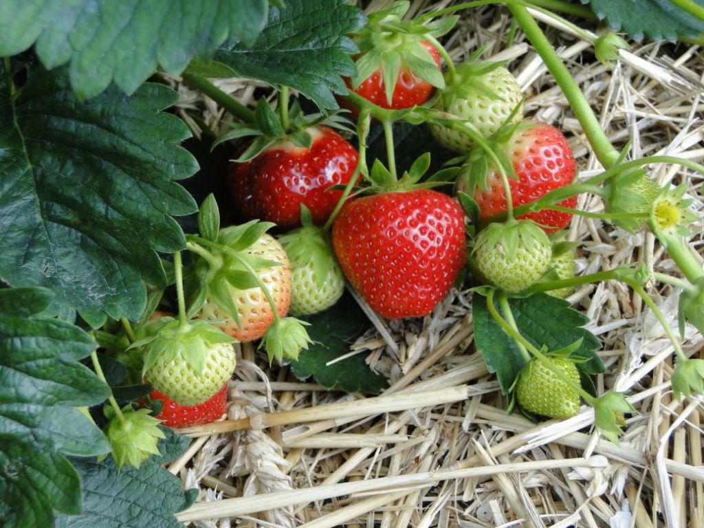 Eine reich tragende Erdbeerpflanze im Beet. Die reifenden Früchte liegen auf Stroh, damit sie appetitlich sauber geerntet werden können.