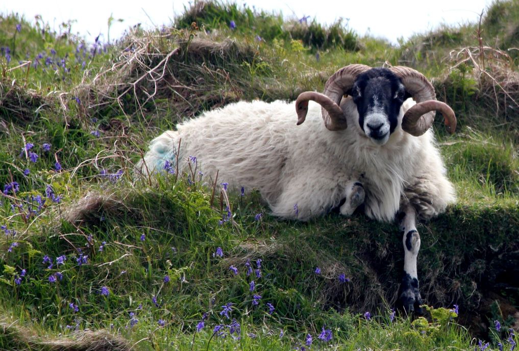 Ein Argali-Schaf liegt auf einer felsigen Wiese inmitten wilder Glockenblumen.