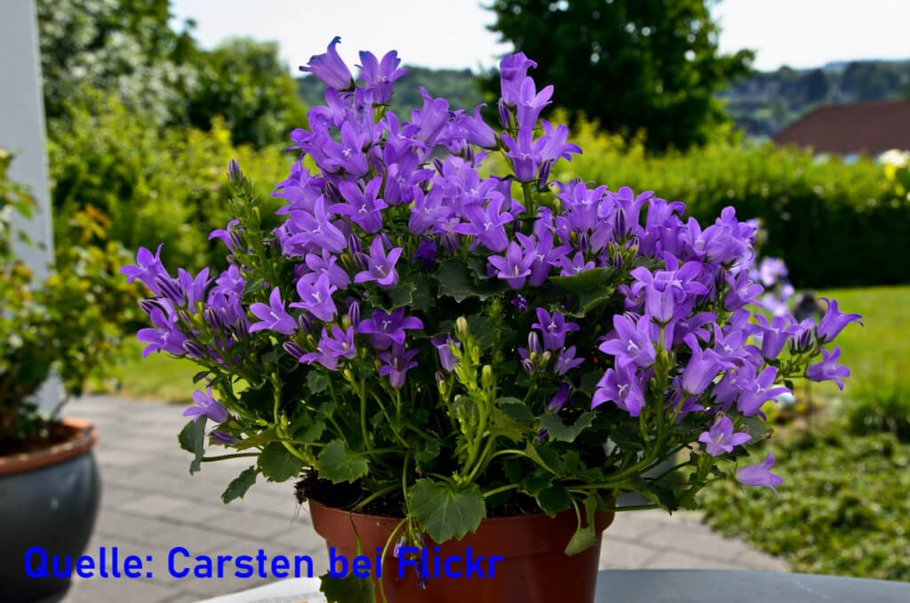 Hängepolster-Glockenblume mit blauen Blüten gedeiht im Topf.
